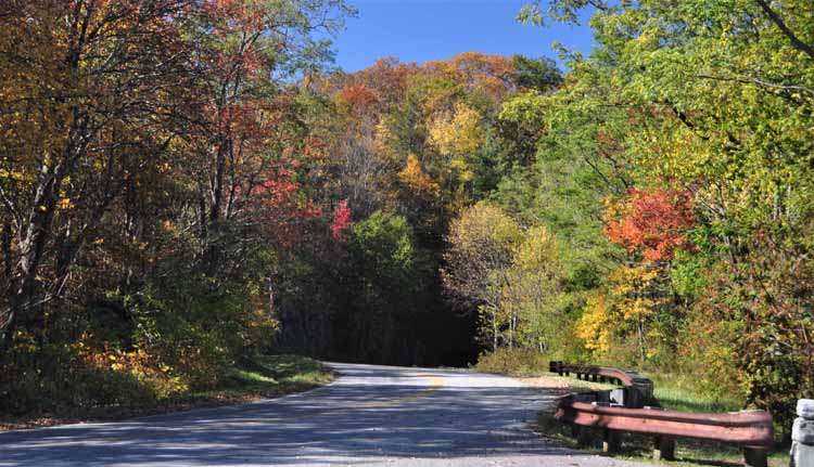 tree-lined road